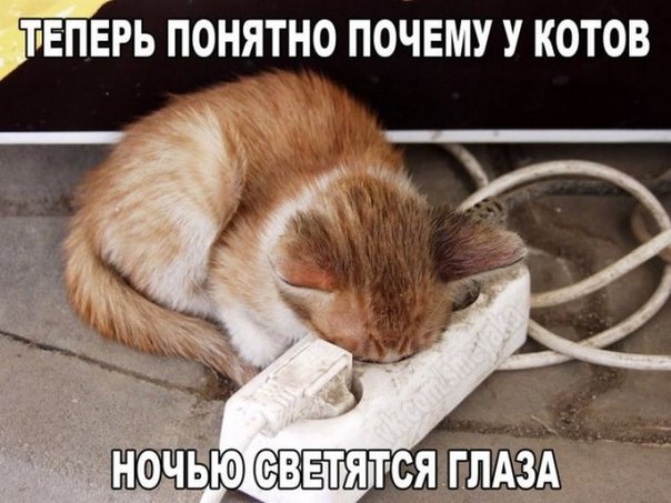 Забавные коты! )