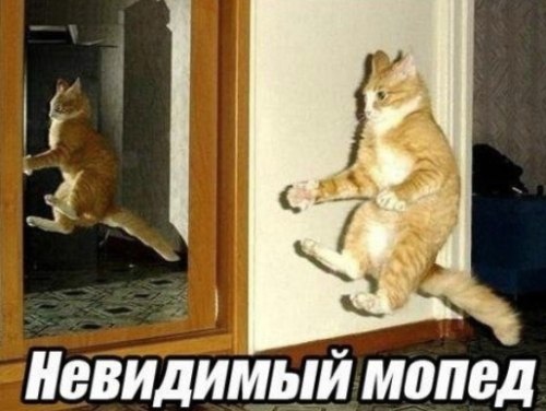 Забавные коты! )