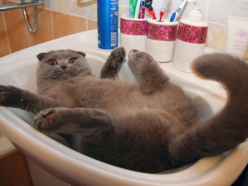 Кошки и раковины