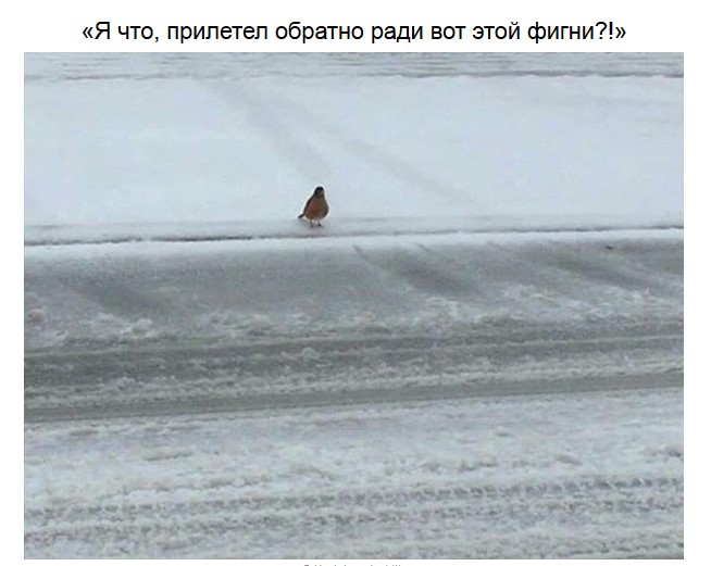 Забавные подписи к фото