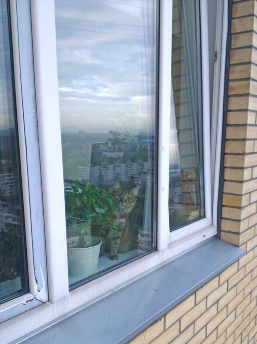Работа такая, котов удивлять...