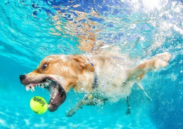 Водоплавающие собаки