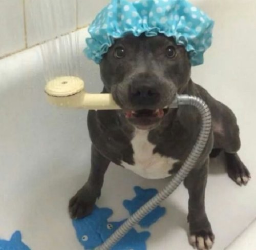 Собаки, которые обожают принимать ванну