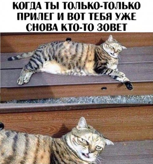 Свежие и прикольные фотомемы