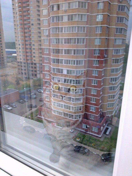 Работа такая, котов удивлять...