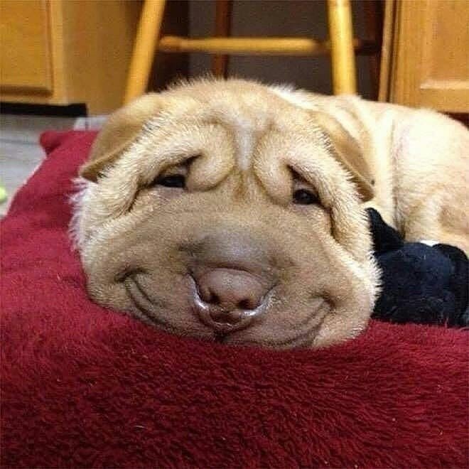Собаки-улыбашки