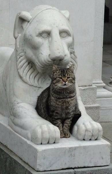 Коты и статуи