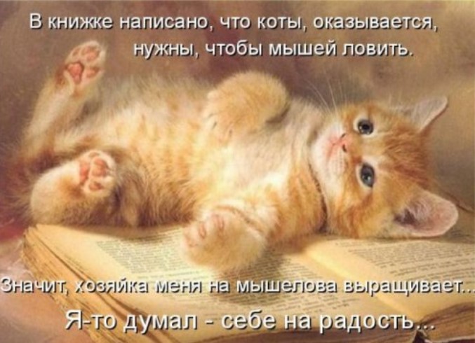 Свежая котоматрица для хорошего настроения