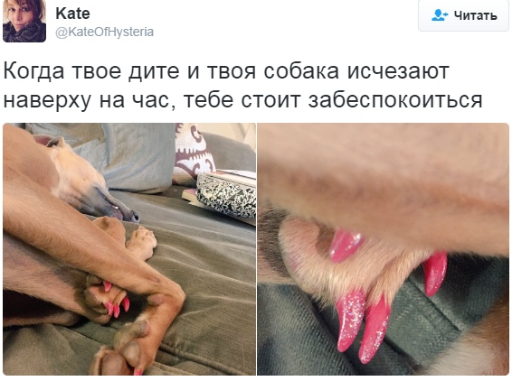 Подборка самых смешных твиттов о братьях наших меньших