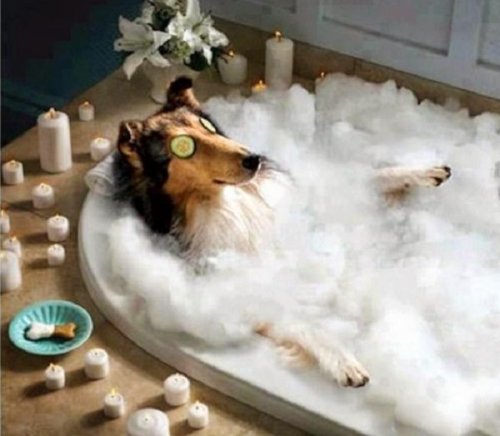 Собаки, которые обожают принимать ванну