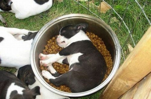 Забавные спящие щенки