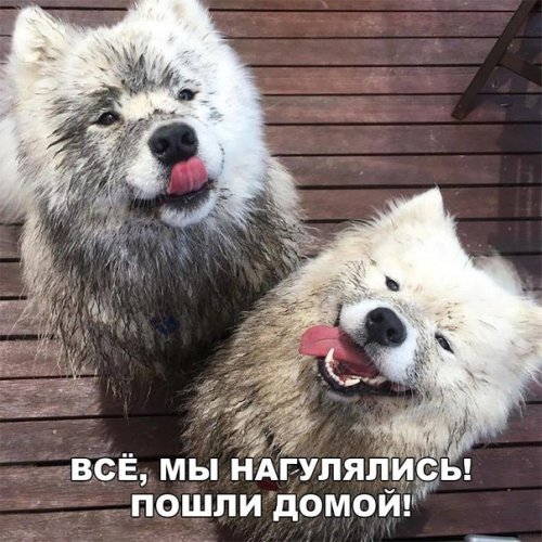 Свежие прикольные фотомемы