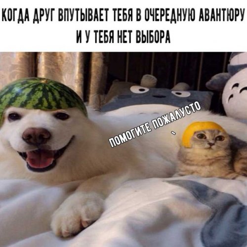 Новые фотомемы