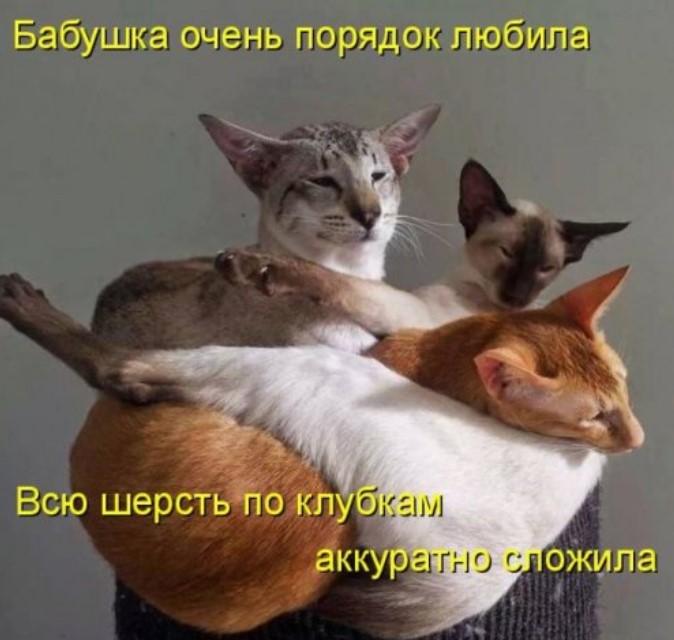 Котоматрица для забавы