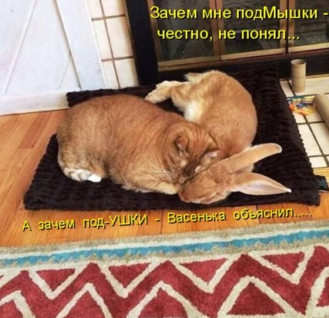 Новая котоматрица