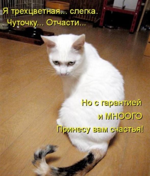 Новая котоматрица