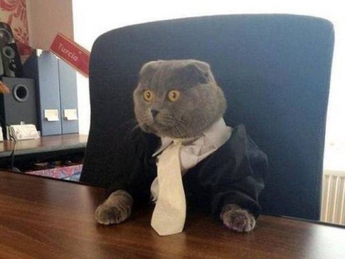 Забавные животные, которые вызовут вашу улыбку