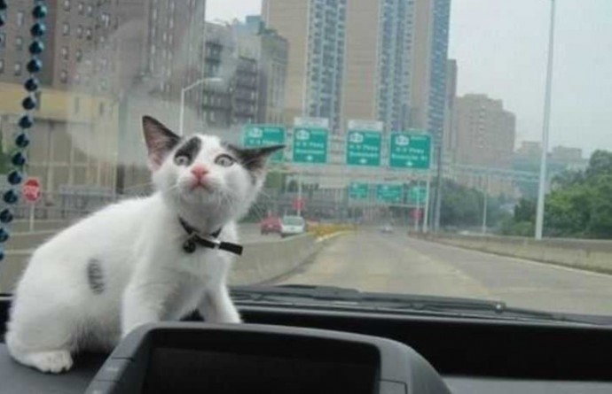 Будние дни кошек