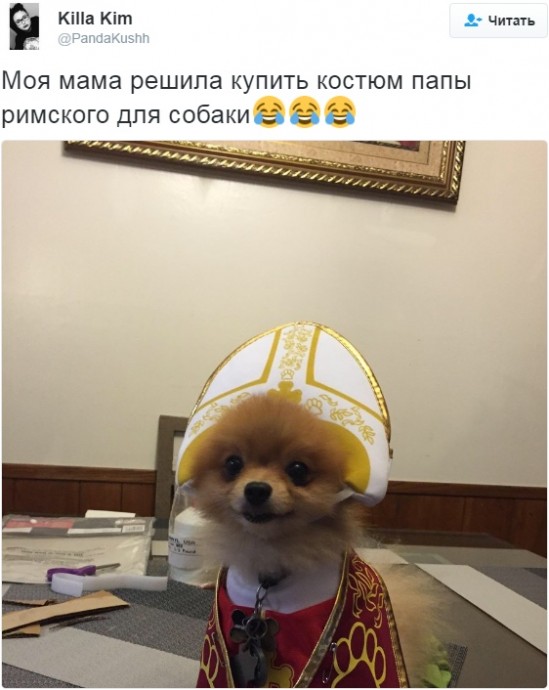 Подборка самых смешных твиттов о братьях наших меньших
