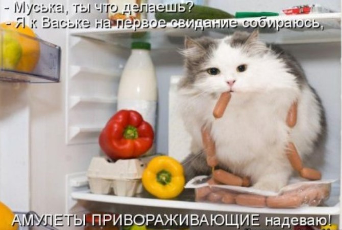 Новая котоматрица для всех