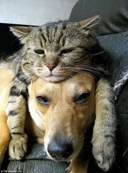 Кошки, заснувшие на собаках