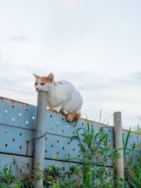 Прикольные фотографии, на которые придётся взглянуть дважды