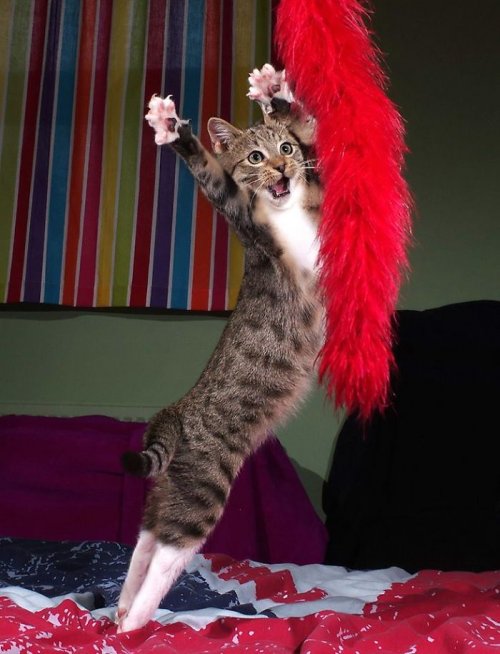 Кошки тоже любят танцевать