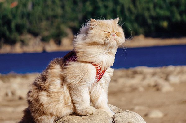 Даже коты путешествуют