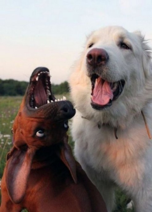 Смешные собаки, которые поднимут настроение