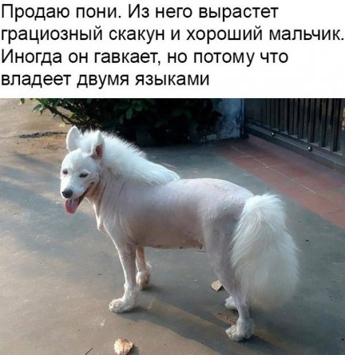 Новая порция фотомемов