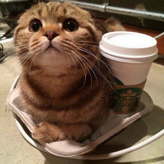 Котики и кофе