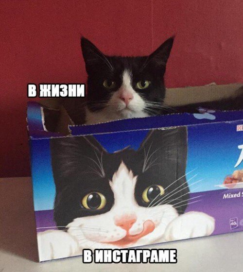 Прикольные фотомемы