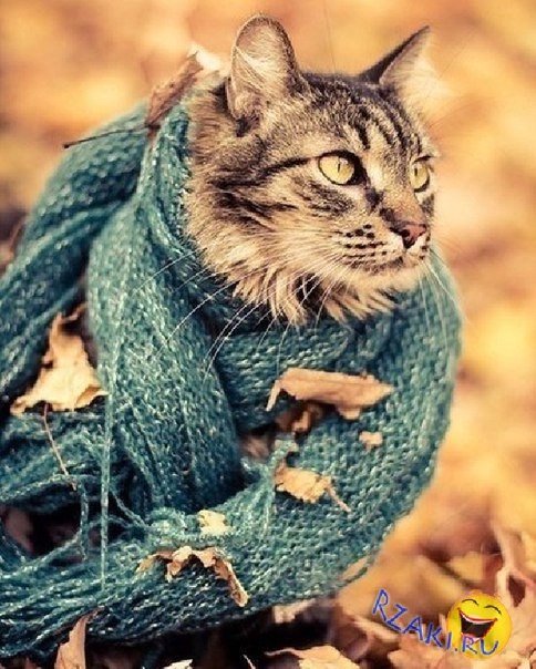 Осень. Коты принарядились