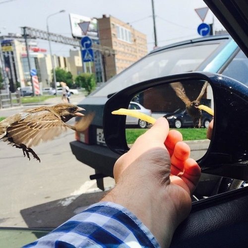 Свежие АВТОприкольные картинки
