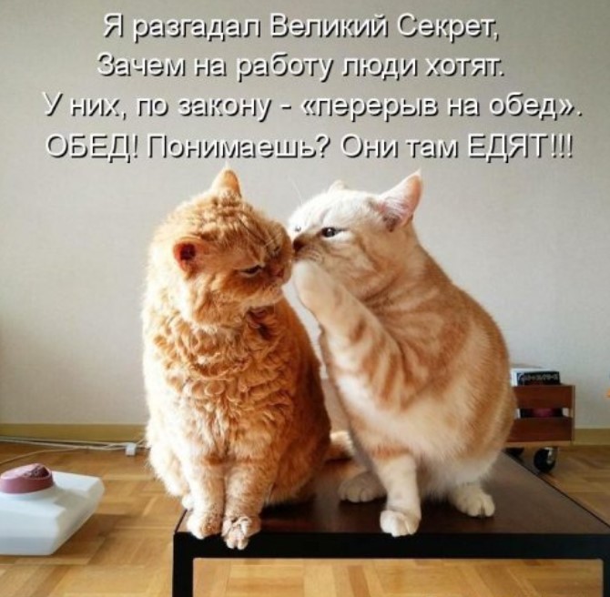 Новая котоматрица
