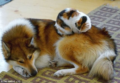 Кошки, заснувшие на собаках