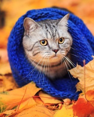 Осень. Коты принарядились