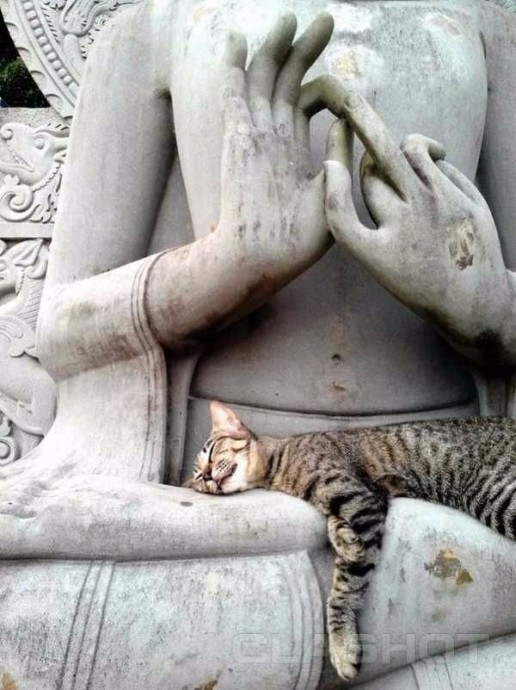 Коты и статуи