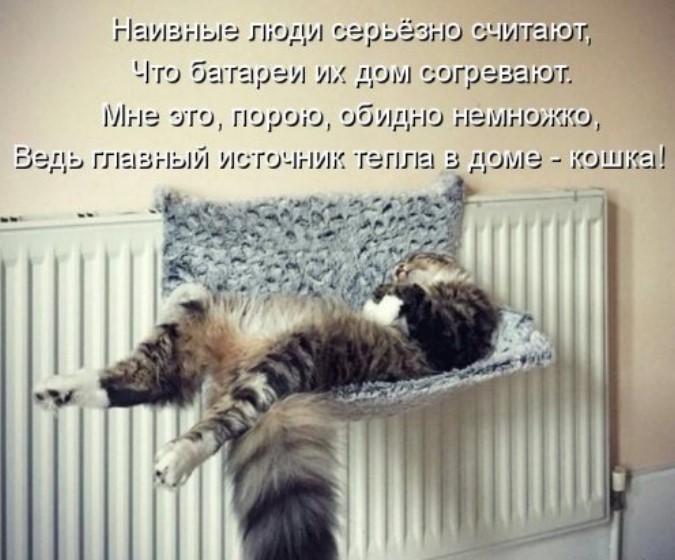 Новая котоматрица