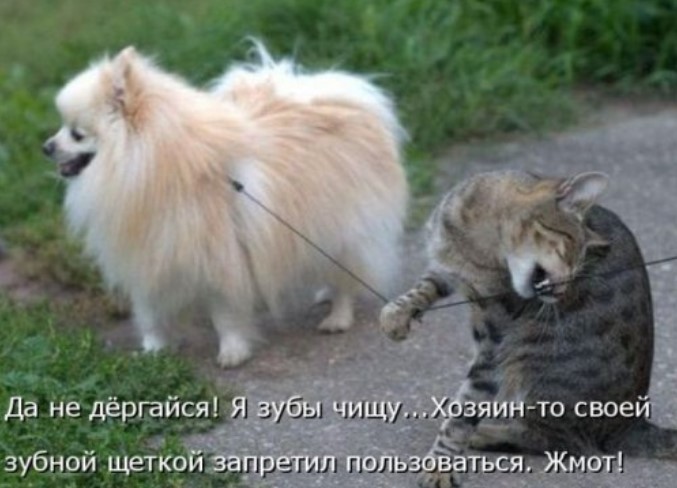Котоматрицы новые для всех