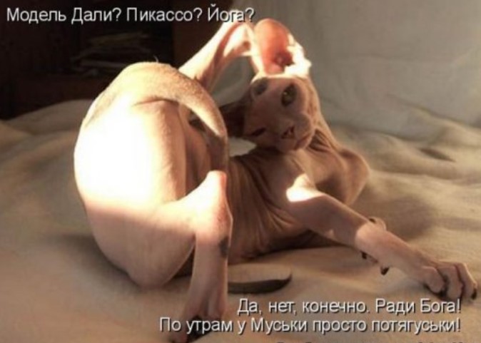 Котоматрицы новые для всех