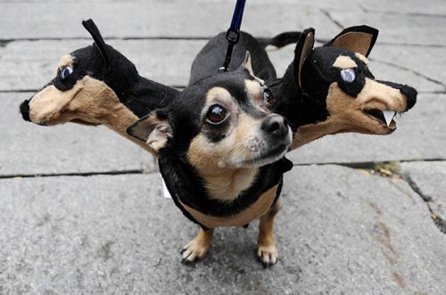 Собаки на Хэллоуин