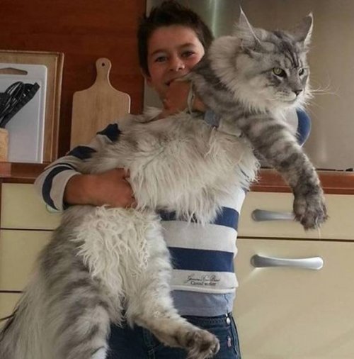 Гигантские животные