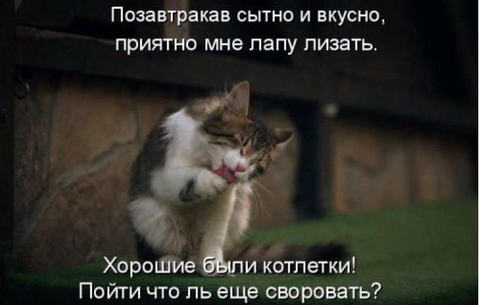 Новая котоматрица