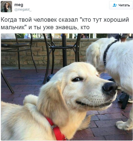 Подборка самых смешных твиттов о братьях наших меньших