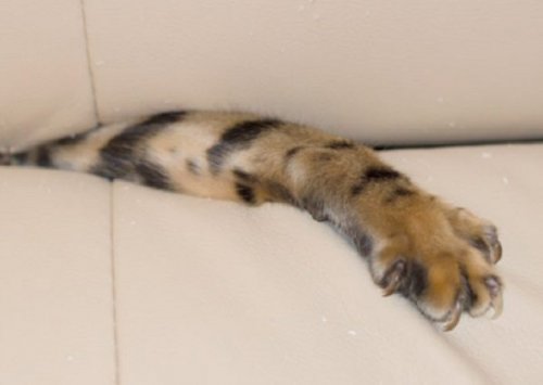 Кошки в диванах