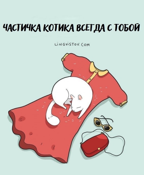 O жизни с котиком