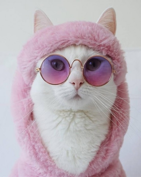 Стильные кошки