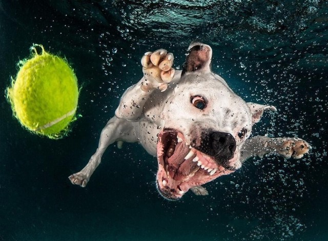 Водоплавающие собаки