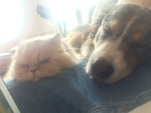 Кошки и собаки, дружбе которых можно только позавидовать